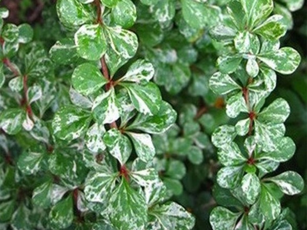 Барбарис тунберга Корник